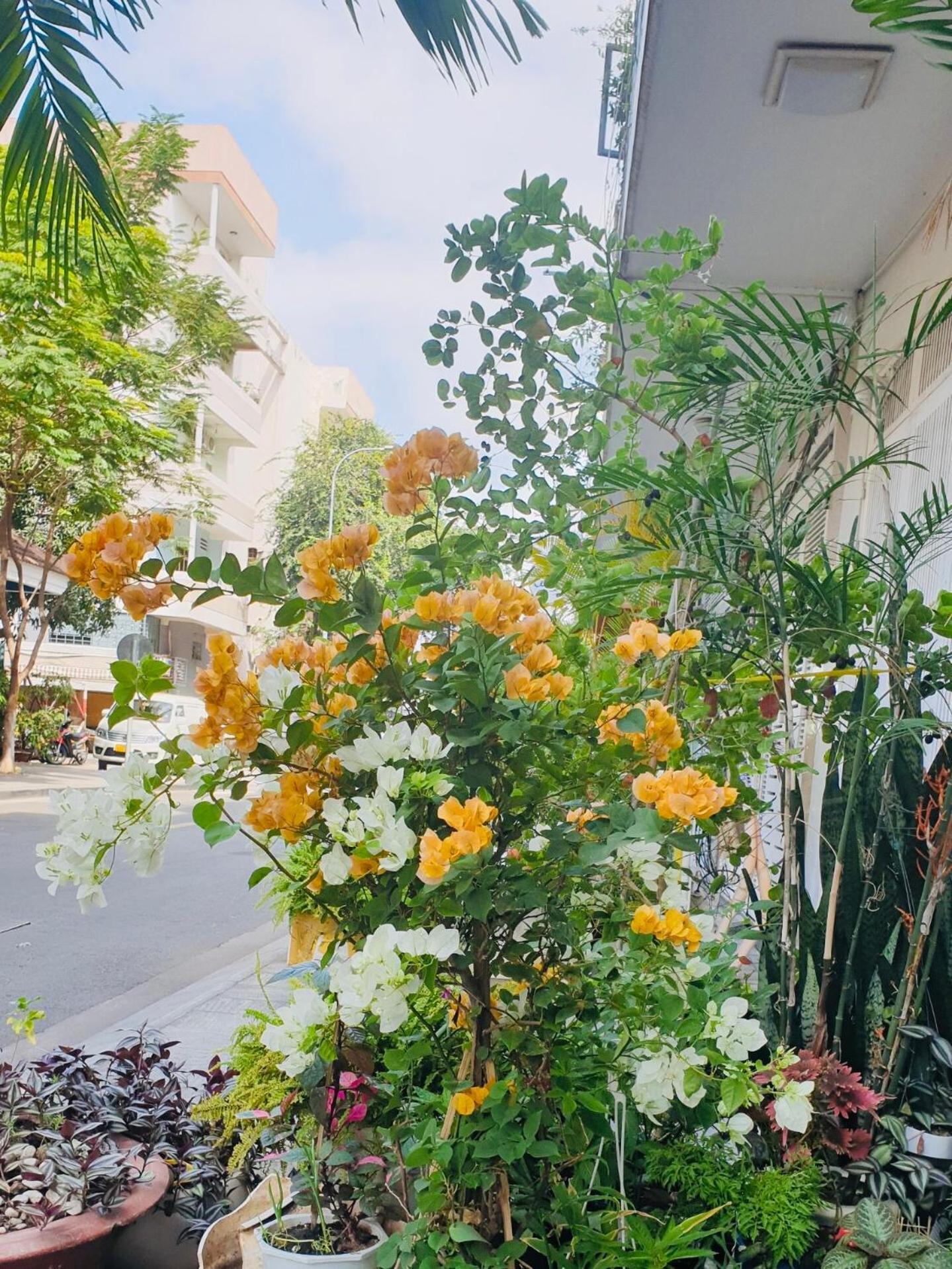 فندق Chez Lotus Rose مدينة هوشي منه المظهر الخارجي الصورة